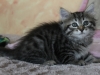 img_6295-efendi-1-strona