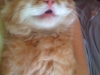 HELLOMOTO