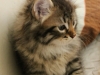 img_6360-enzo-1-strona