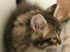 img_6367-enzo