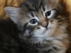 img_3597-enzo-1