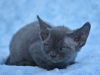 dsc_0174-ss