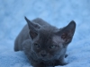 dsc_0200-s