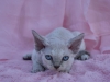 dsc_0096-s