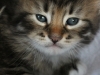 img_3395-enzo