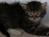 img_3401-enzo