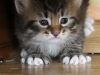 img_3458-enzo