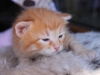 img_2900-leo-1-str