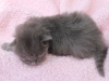 img_4164-nikita