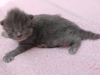 img_4191-nikita