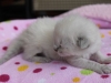 img_4256-nugat