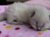 img_4257-nugat