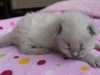 img_4260-nugat