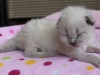 img_4261-nugat