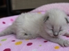img_4262-nugat