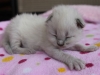 img_4264-nugat