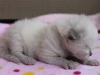 img_4266-nugat