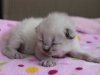 img_4268-nugat