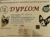 dyplom