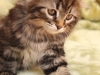 hamir7