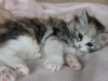img_8702-hanuka