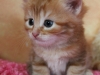 img_0142-joko-1-str