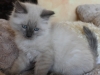 img_9502-nugat