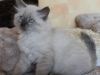 img_9504-nugat