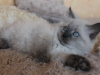 img_9506-nugat