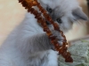 img_9512-nugat-1-str