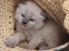 img_7231-nugat