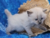 img_7293-nugat