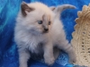 img_7298-nugat-1-str