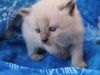 img_7311-nugat