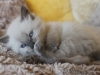 img_7900-nugat