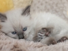 img_7904-nugat