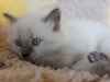 img_7905-nugat