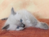 img_7933-nugat