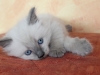 img_7934-nugat