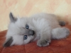 img_7935-nugat