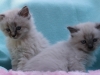 img_8014-nugat