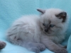 img_8061-nugat
