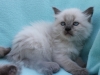 img_8064-nugat-cudne