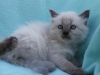 img_8066-nugat