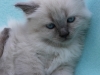 img_8091-nugat