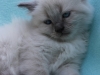 img_8093-nugat