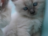 img_8135-nugat