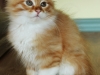 pandi