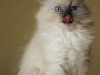 nevka
