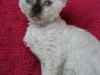 img_0680-xena